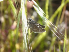 Atrytonopsis pittacus