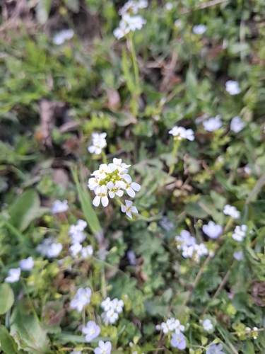 Arabidopsis halleri