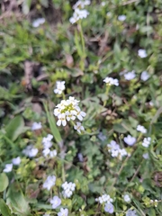 Arabidopsis halleri
