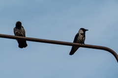 Corvus cornix