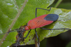Leptocoris abdominalis