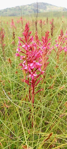 Disa eminii