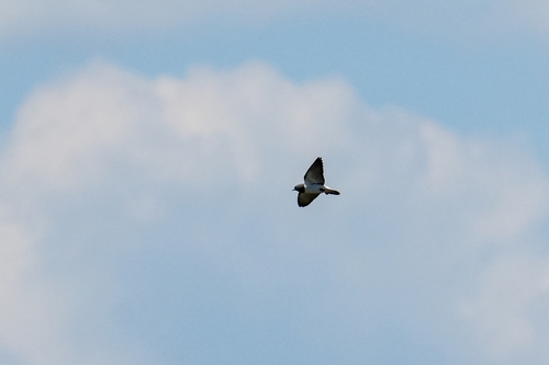 White-breasted Woodswallow