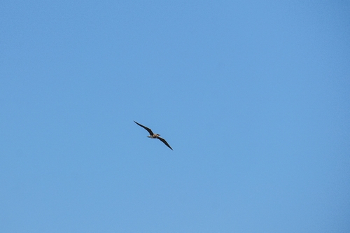 Oriental Pratincole