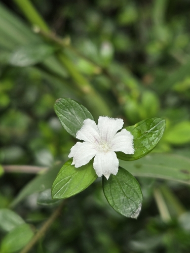 Buchozia japonica