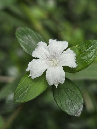 Buchozia japonica