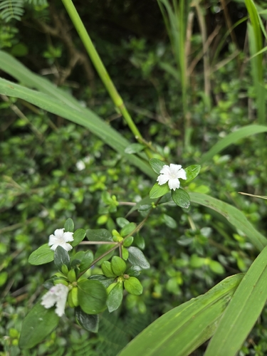 Buchozia japonica