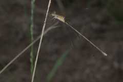 Lestes pallidus
