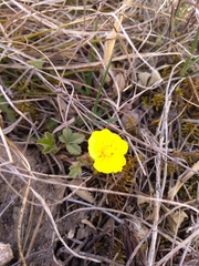 Potentilla humifusa