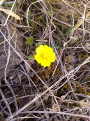 Potentilla humifusa