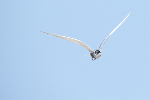 Whiskered Tern