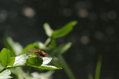 Sympetrum illotum
