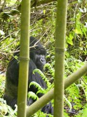 Gorilla beringei beringei