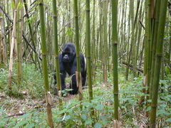 Gorilla beringei beringei