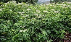 接骨草 走馬箭