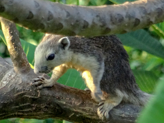 Callosciurus finlaysonii