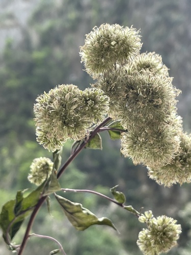 Microglossa pyrifolia observed 2026-04-28