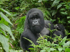 Gorilla beringei beringei