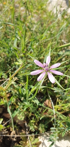 Image of Geropogon hybridus by no rights reserved