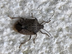 Halyomorpha halys