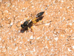 Sceliphron destillatorium