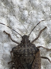 Halyomorpha halys