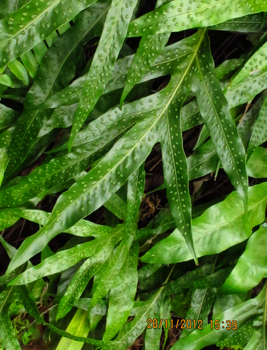 monarch fern