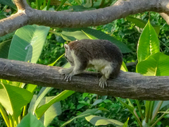 Callosciurus finlaysonii