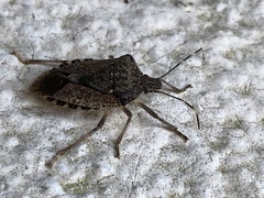 Halyomorpha halys