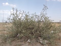 Heliotropium bacciferum