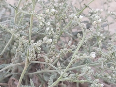 Heliotropium bacciferum