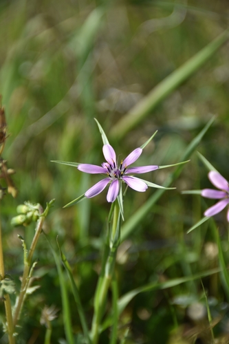 Image of Geropogon hybridus by no rights reserved