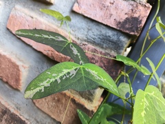 Passiflora misera