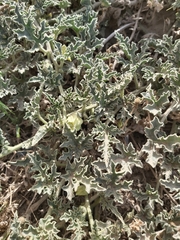 Citrullus colocynthis