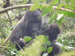 Gorilla beringei beringei
