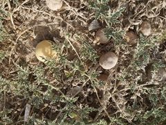 Citrullus colocynthis