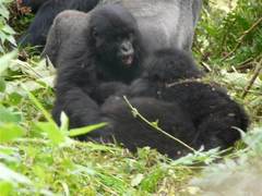 Gorilla beringei beringei