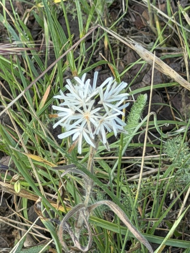 Achyrachaena mollis, photograph 5