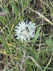 Achyrachaena mollis, photograph author not stated, no rights reserved
