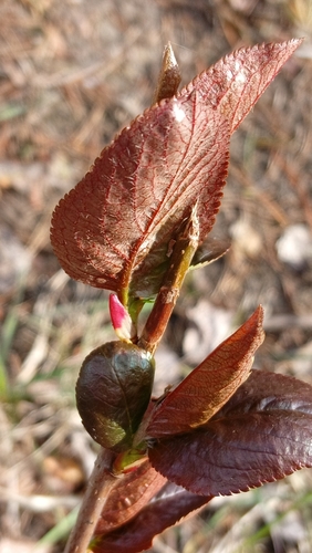 Sorbaronia arsenii