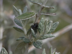 Cryptocheilus notatus