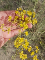 Haplophyllum tuberculatum