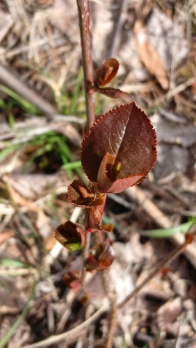 Sorbaronia arsenii