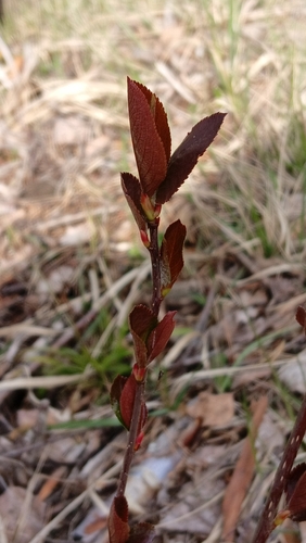 Sorbaronia arsenii