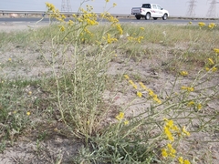 Haplophyllum tuberculatum