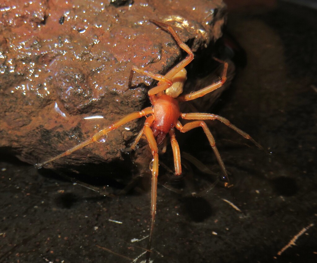 Dysdera labradaensis