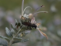 Cryptocheilus notatus
