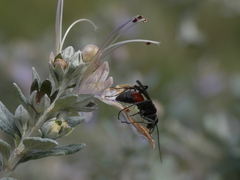 Cryptocheilus notatus