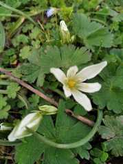 Ornithogalum sintenisii