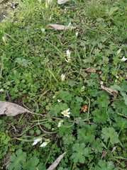 Ornithogalum sintenisii